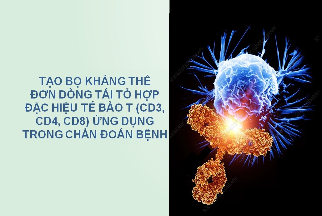Tạo bộ kháng thể đơn dòng tái tổ hợp đặc hiệu tế bào T (CD3, CD4, CD8) ứng dụng trong chẩn đoán bệnh