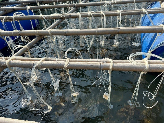 Nghiên cứu chọn giống tăng trưởng hàu sữa (Crassostrea angulata) và thử nghiệm nuôi thích nghi hàu Thái Bình Dương (Crassostrea gigas Thunberg) tại TP.HCM và các tỉnh Nam Bộ